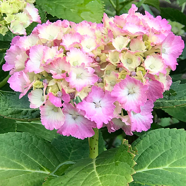 AKANEさんの実例写真
