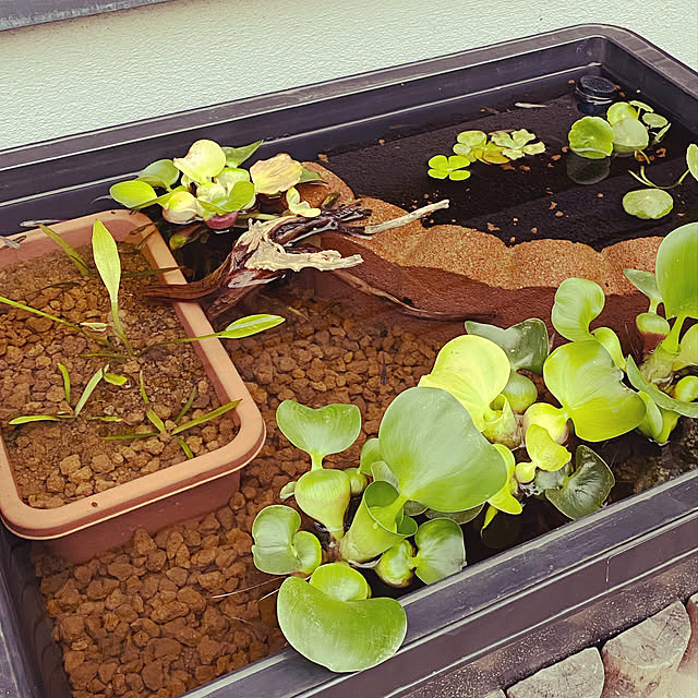 観葉植物/メダカ/ビオトープ/水生植物/癒しの空間...などのインテリア実例 - 2020-06-18 12:46:37