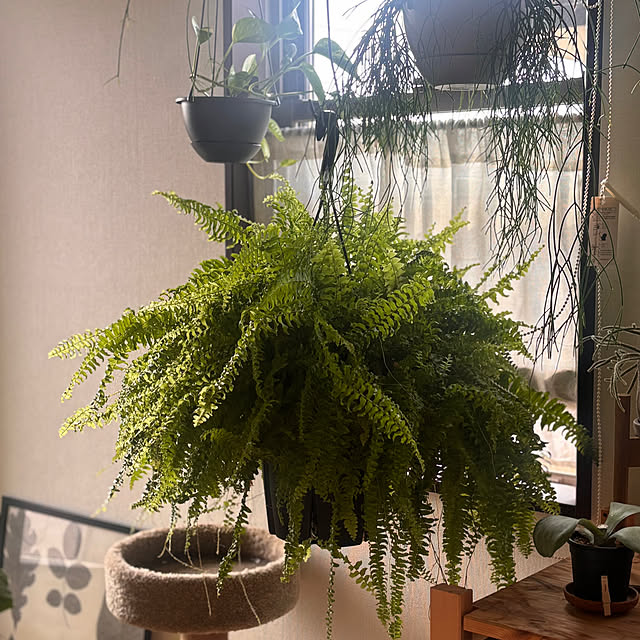 greycatsさんの部屋