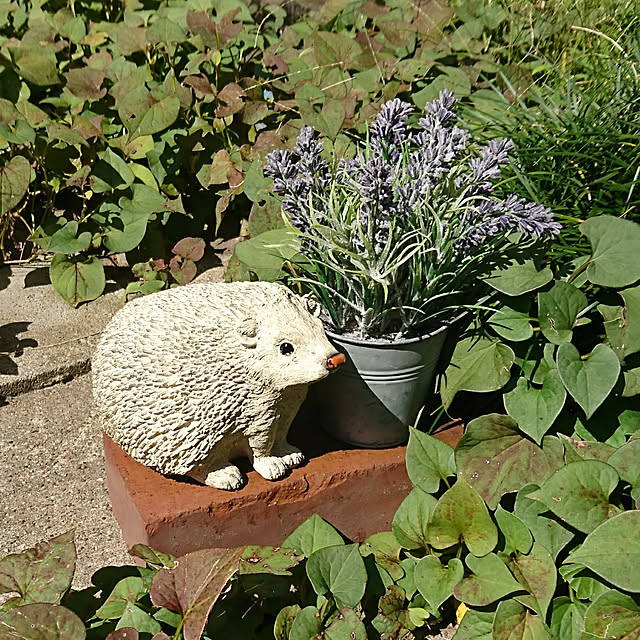 daisyさんの実例写真