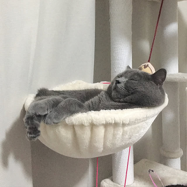 kittyさんの実例写真