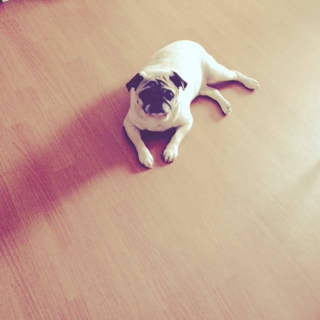 suguruさんの実例写真