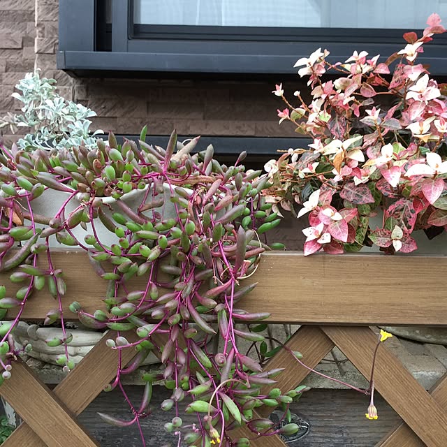 mukkuさんの実例写真