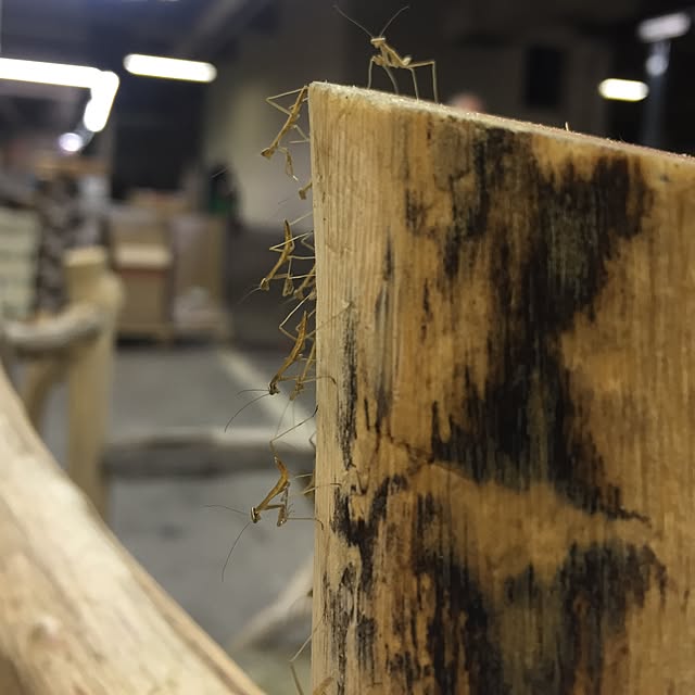 akihikoさんの実例写真