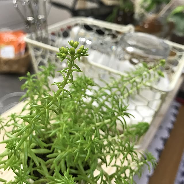 yuccoさんの実例写真