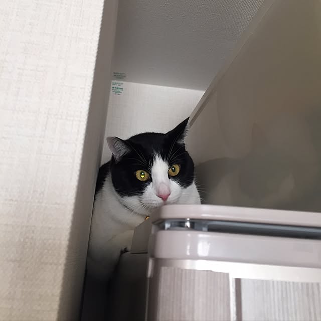 ROMAさんの実例写真