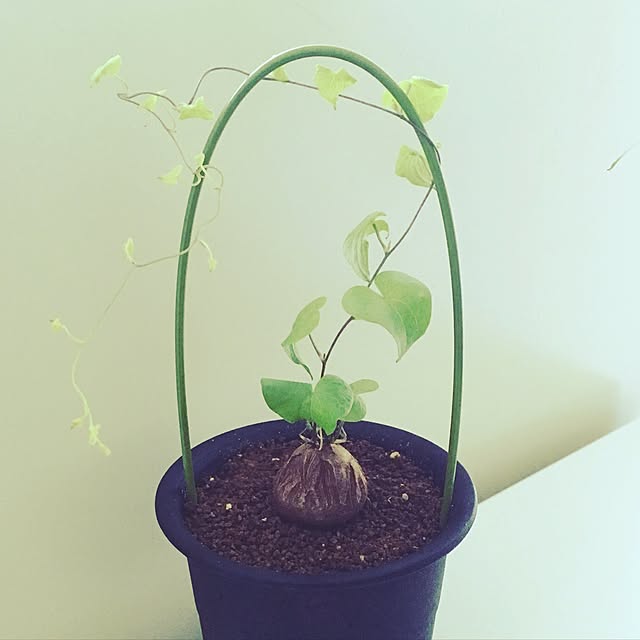 natunanaさんの実例写真