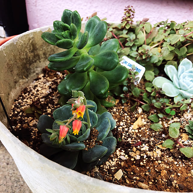 Kozueさんの実例写真