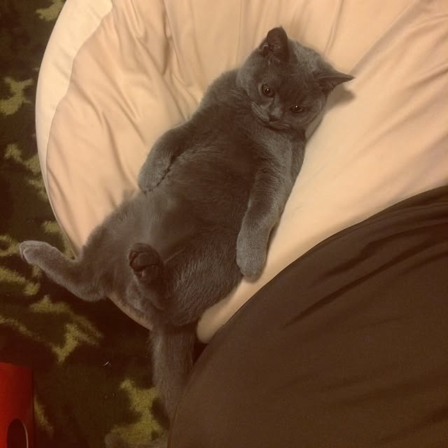 Shojiさんの実例写真