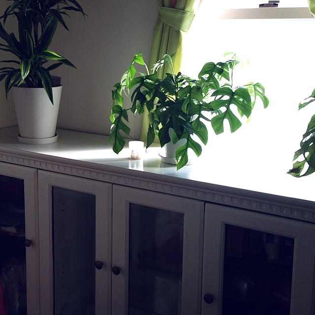 棚/観葉植物/セリア/植物/リメイクのインテリア実例 - 2014-12-22 09:58:22