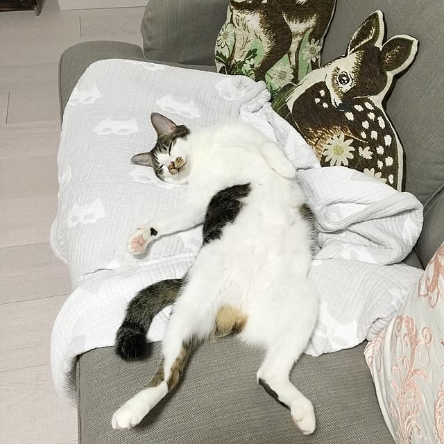 yuchiさんの実例写真