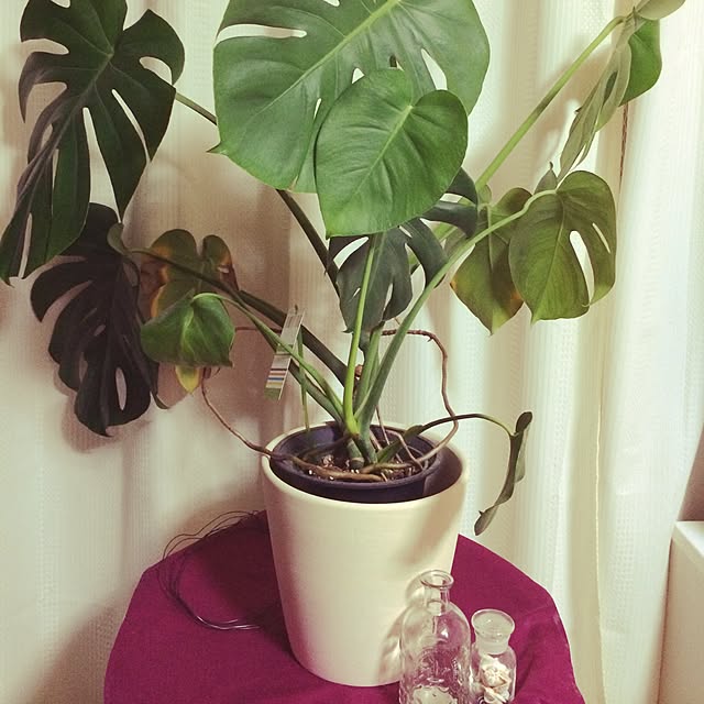 リビング/植物のインテリア実例 - 2015-02-08 01:59:47