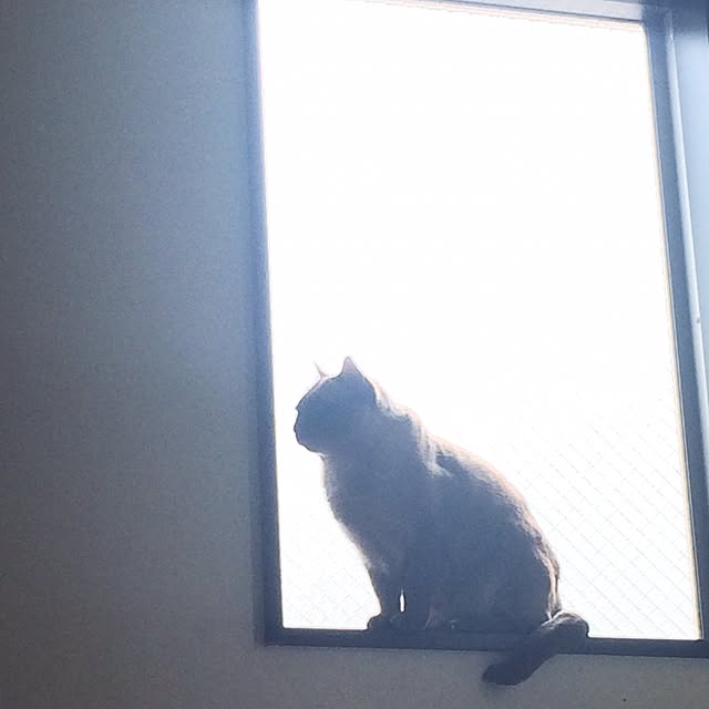 shienaさんの実例写真