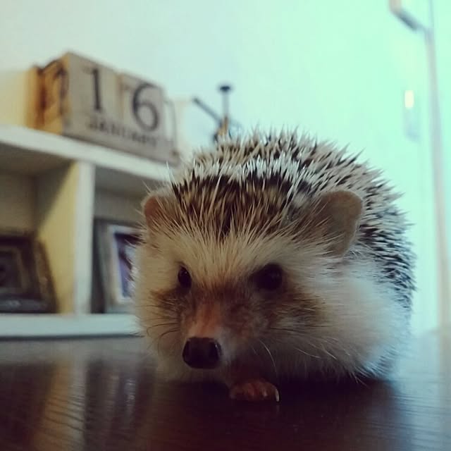 kuruさんの実例写真