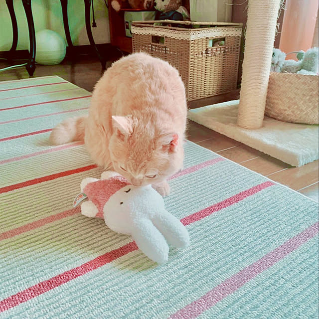 naokoさんの実例写真