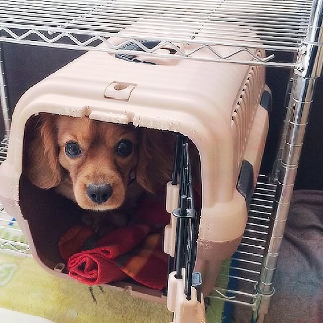 soratanさんの実例写真