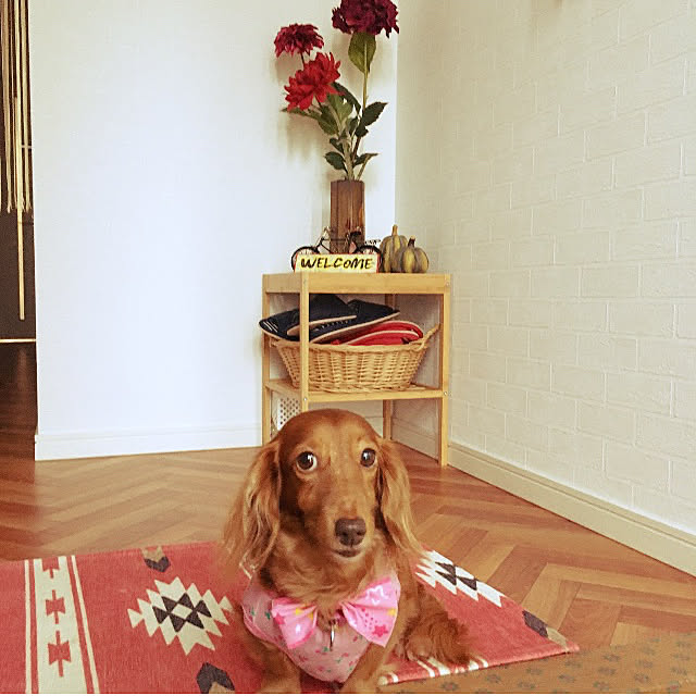 Maiさんの実例写真