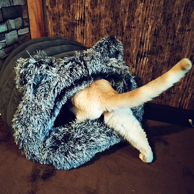 kobakissaさんの実例写真