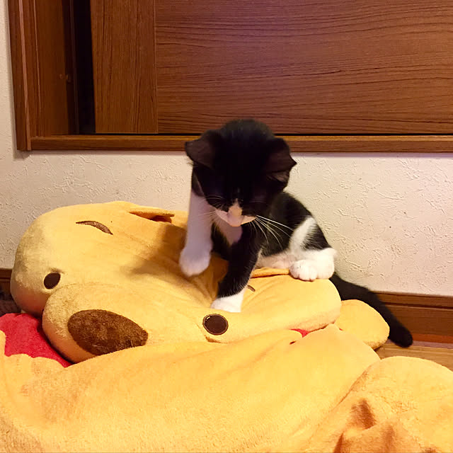 butachanさんの実例写真