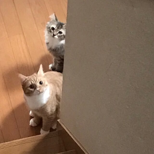 CATさんの実例写真