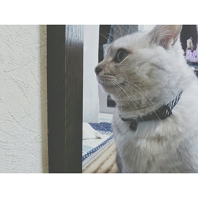 Ucoさんの実例写真