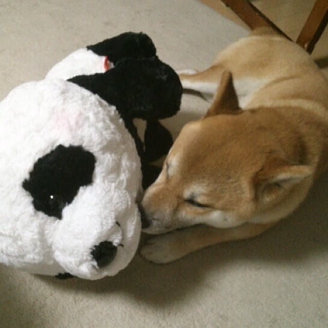 kotaさんの実例写真