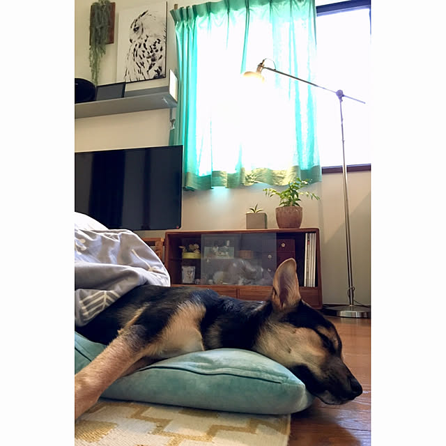 toiroさんの実例写真