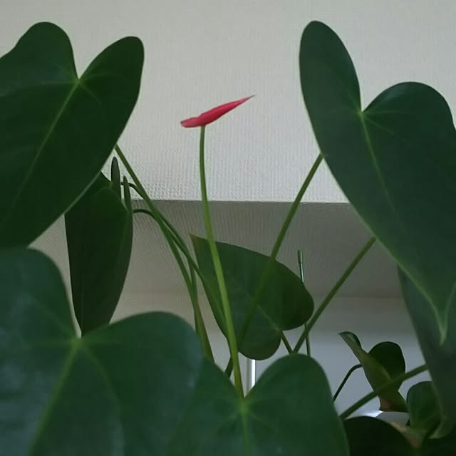 panchobiさんの実例写真
