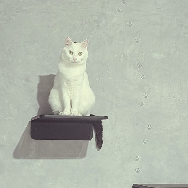 nekocatさんの実例写真