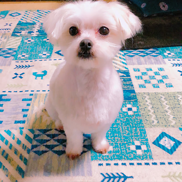 suzua419tavathaさんの実例写真