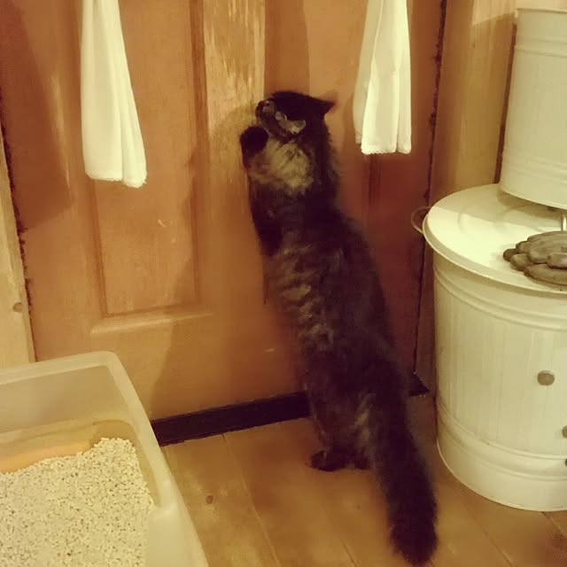 Maki-nekomamireさんの実例写真