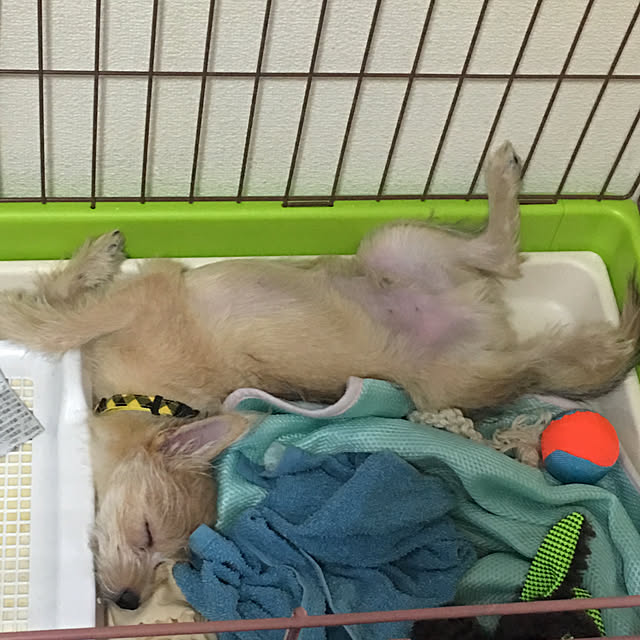 犬の寝相/新しい家族/いぬのいる暮らし/ポメシュナ/リビングのインテリア実例 - 2019-09-13 14:35:09