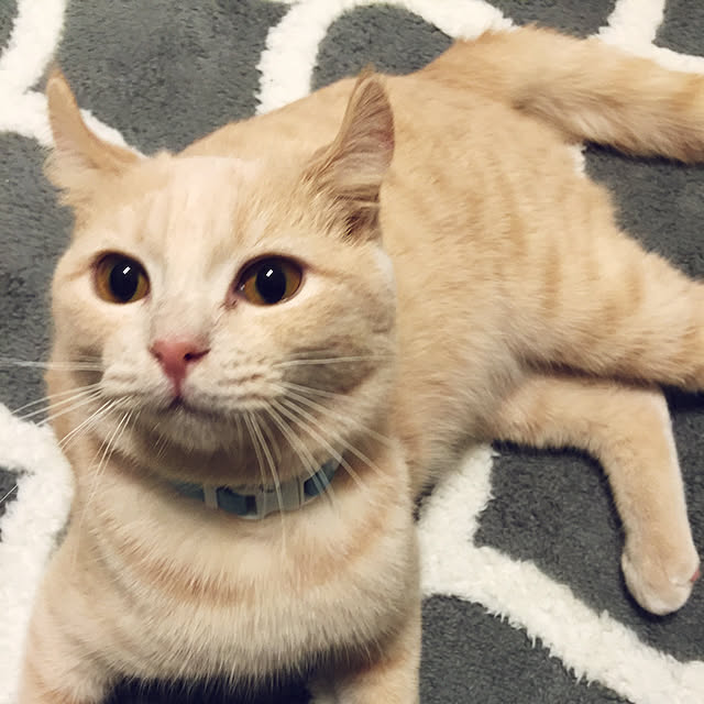 izumixさんの実例写真