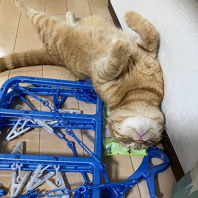 nekoさんの実例写真