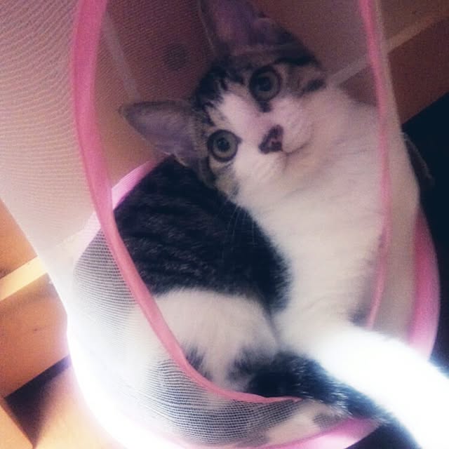 Gomaさんの実例写真