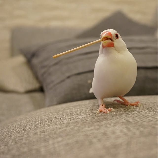 kinako_shiro_ginさんの実例写真