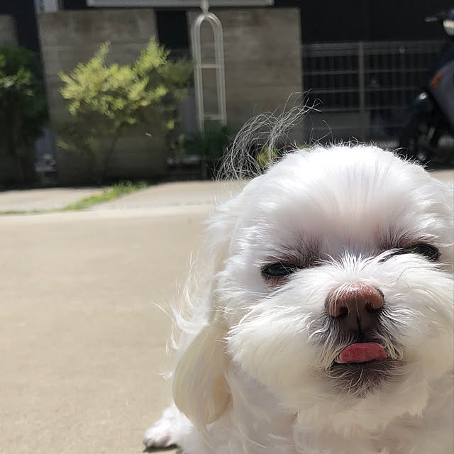 Shihoさんの実例写真