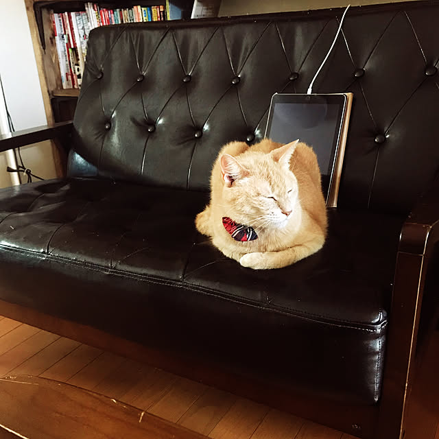 mikan161さんの実例写真