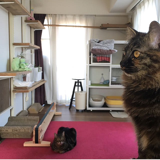 mikomaruさんの実例写真