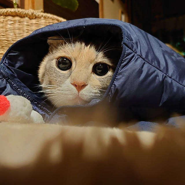 fukuさんの実例写真