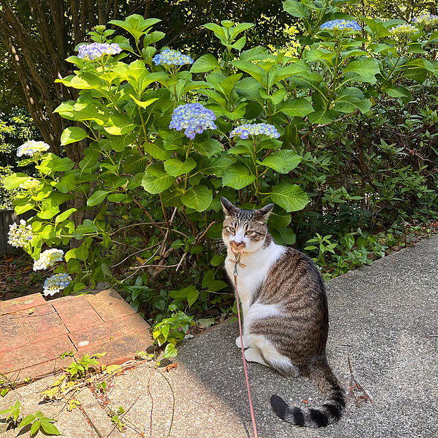 jijiさんの実例写真