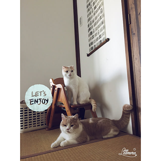 かべがみや本舗/マンション/中古マンション/猫のいる日常/ブリティッシュショートヘア...などのインテリア実例 - 2017-09-01 16:10:10