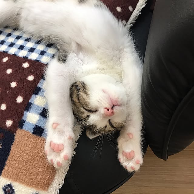 keichanさんの実例写真