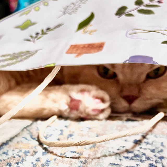 naokoさんの部屋