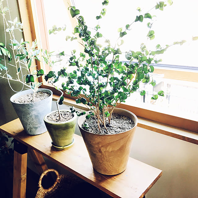 springさんの実例写真