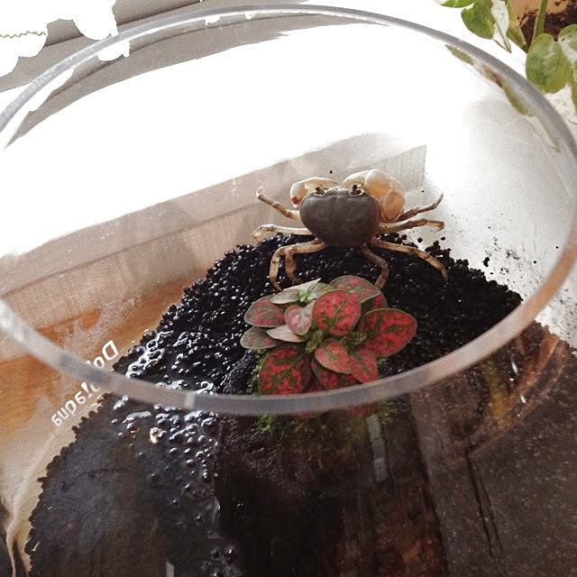 dicekbeetleさんの実例写真