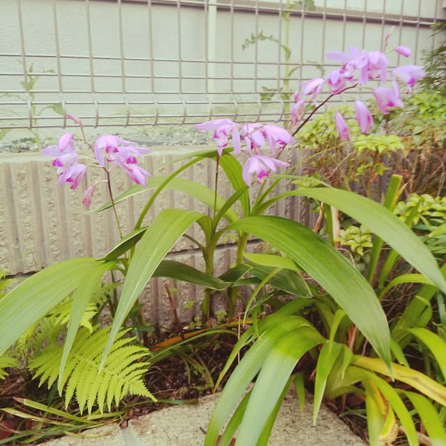 SSさんの実例写真