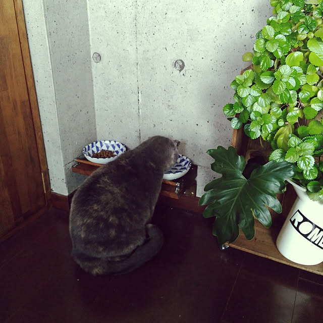 daiさんの実例写真