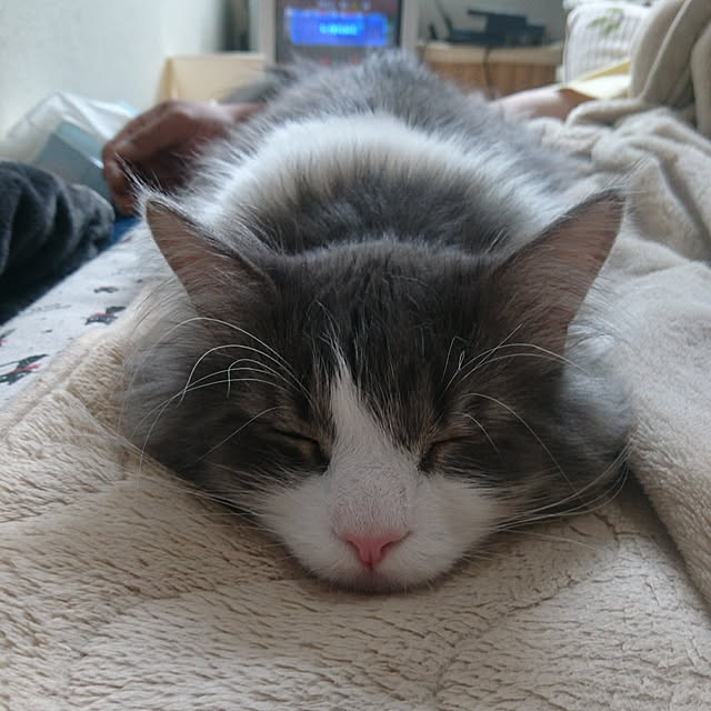 shinobuさんの実例写真