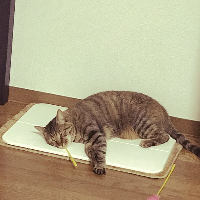 ponkotenchouさんの実例写真